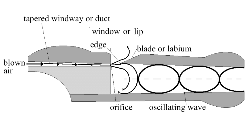 Sezione della parte superiore del flauto dolce con il labium