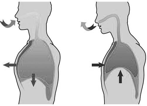 Le fasi della respirazione diaframmatica per il flauto